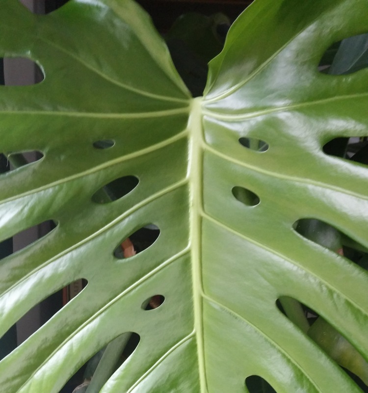 austin leaf